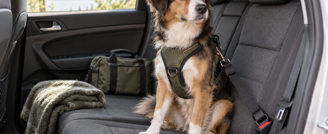 Erste Ausflüge und die erste Autofahrt mit Hund: Was du wirklich brauchst
