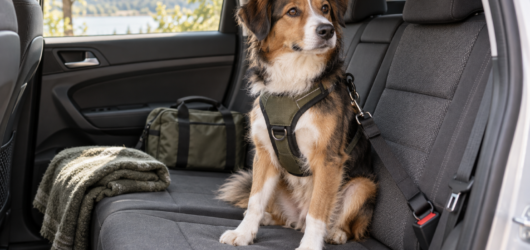 Ein Hund sitzt im Fond eines Autos und ist über ein Geschirr am Sicherheitsgurt gesichert.