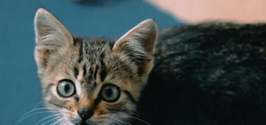 Getigertes Kitten sitzt auf einem Teppich neben einem Spielball