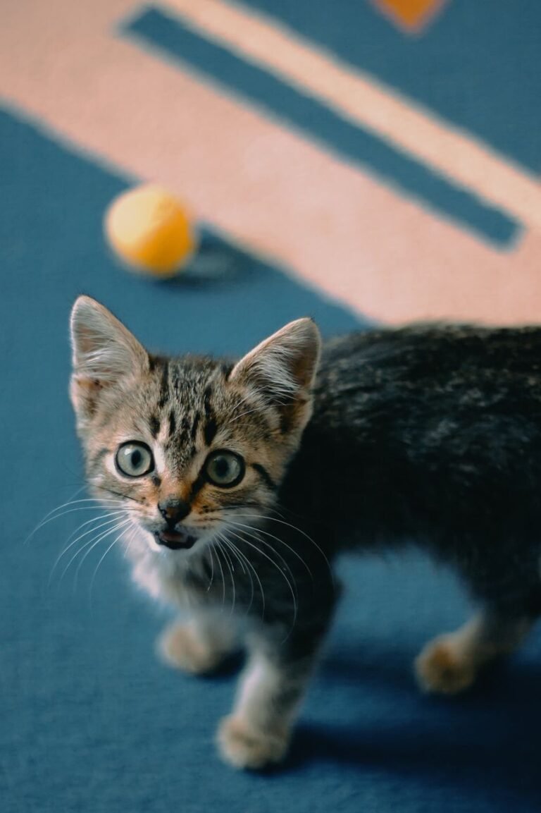 Getigertes Kitten sitzt auf einem Teppich neben einem Spielball