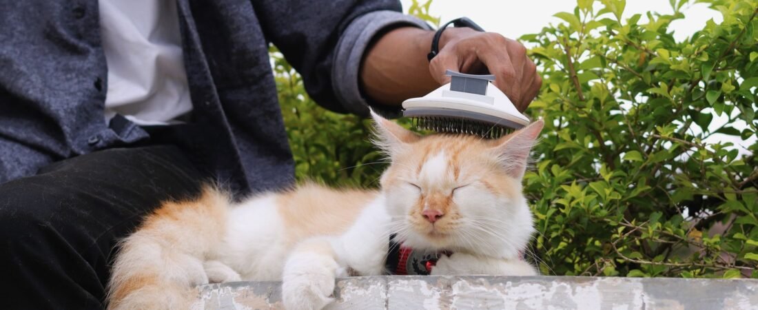 Fellpflege bei Katzen: Bürsten, Krallen und sichere Routine
