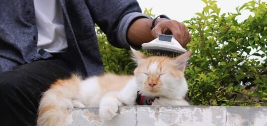 Eine Person bürstet eine entspannte Katze mit einer Bürste