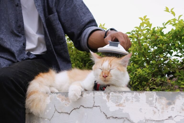 Eine Person bürstet eine entspannte Katze mit einer Bürste