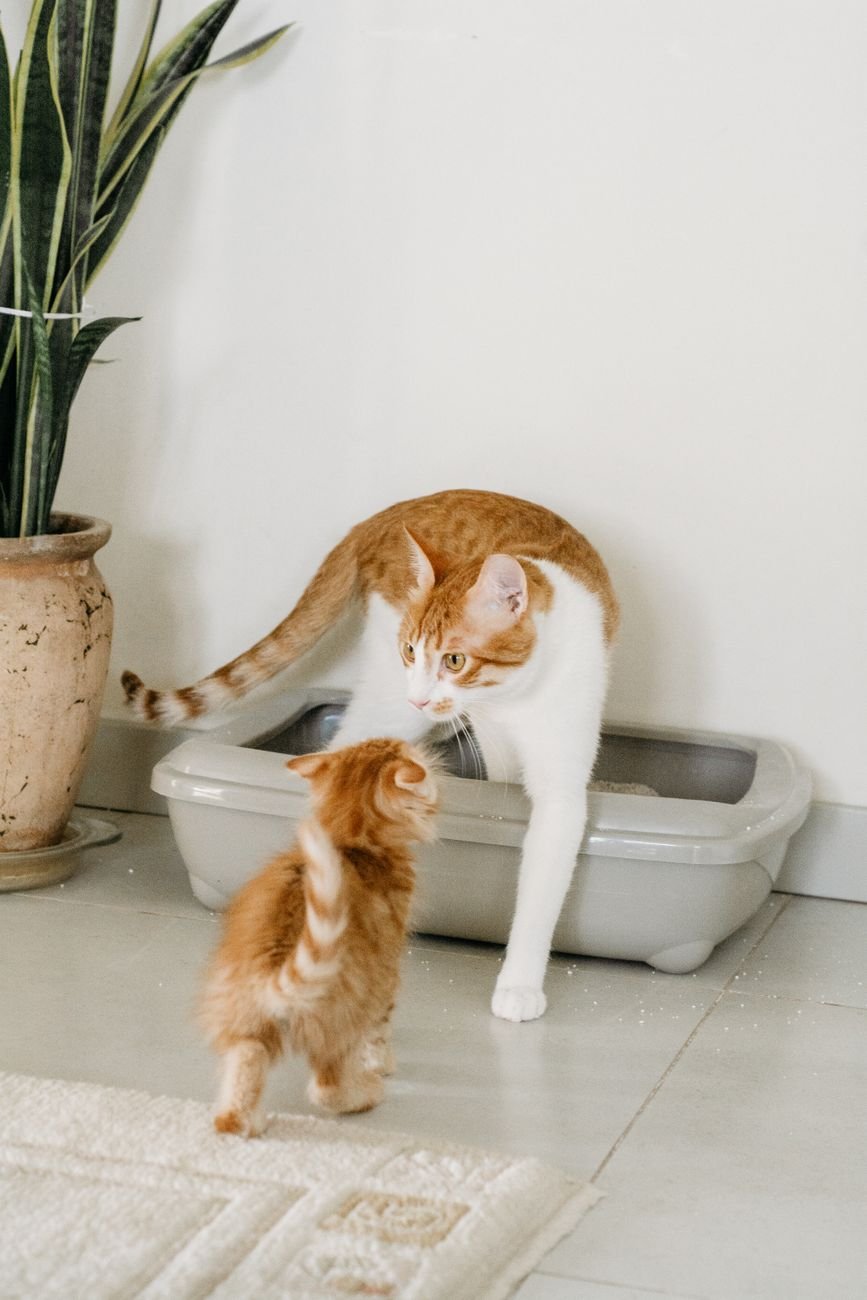 Katzenklo kaufen: Größe, Einstieg, Streu und Geruch