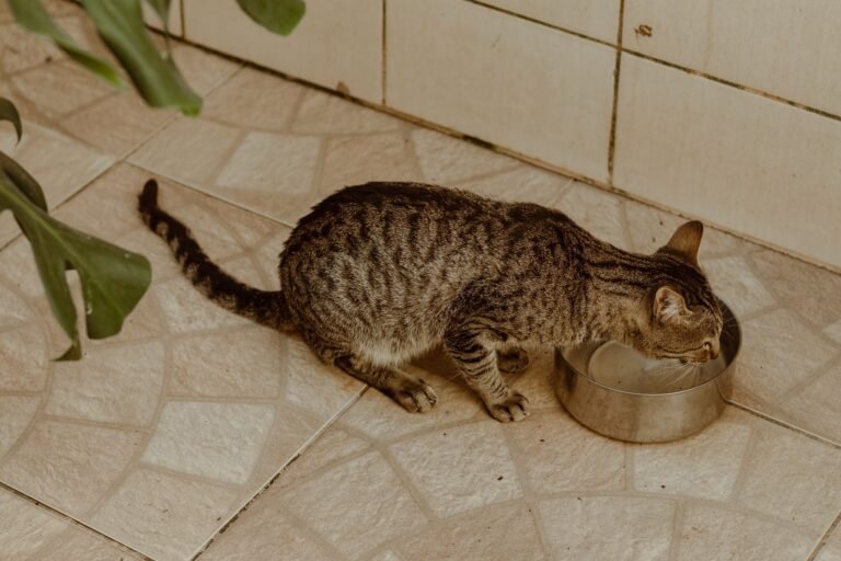 Getigerte Katze trinkt Wasser aus einem Edelstahl-Napf auf Fliesen