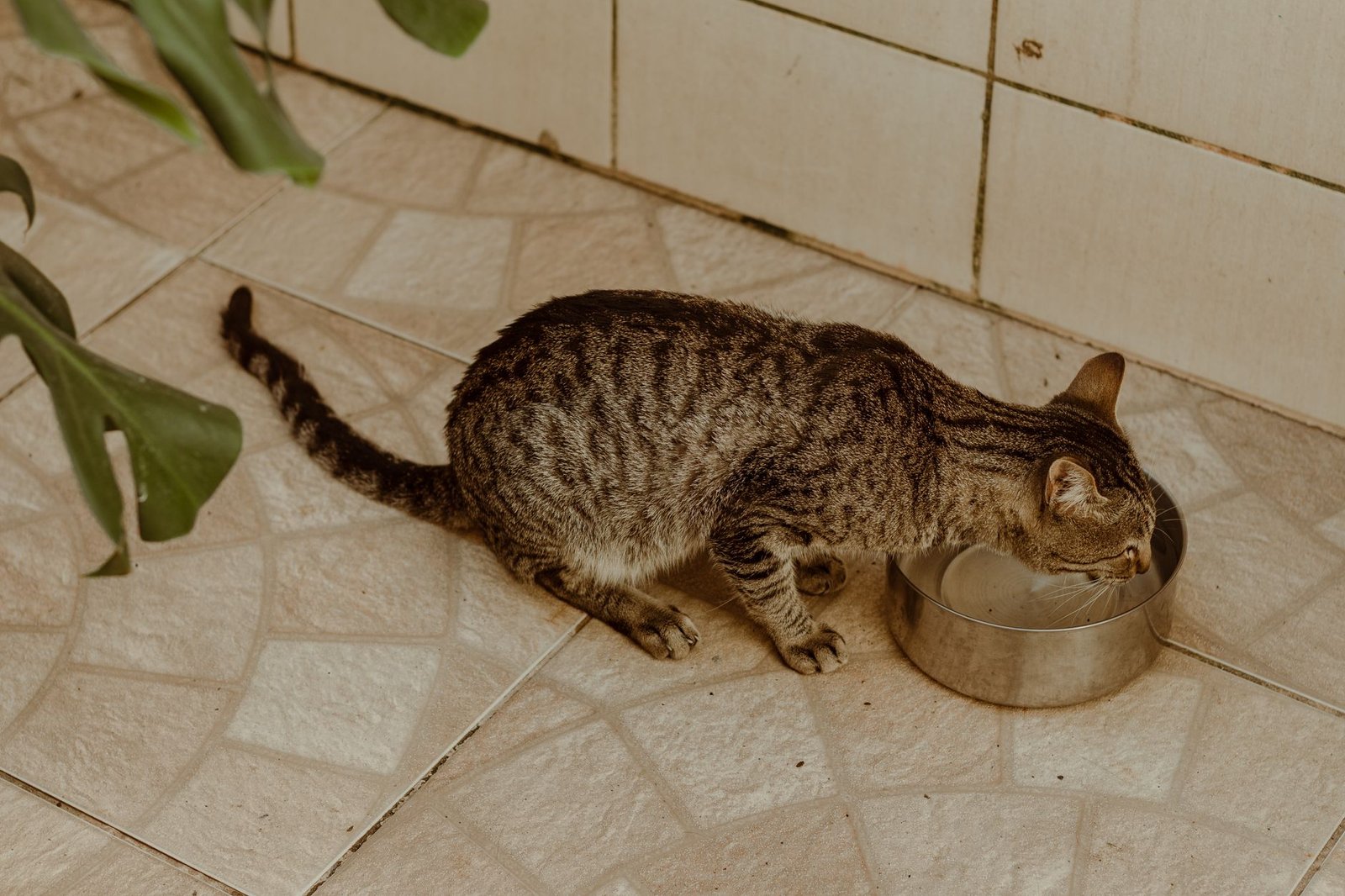 Feelneedy Katzenbrunnen im Produktcheck: kabellos, 3,2 Liter, Edelstahl