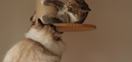 Zwei Katzen auf einem hölzernen Kratzbaum mit Sisalpfosten