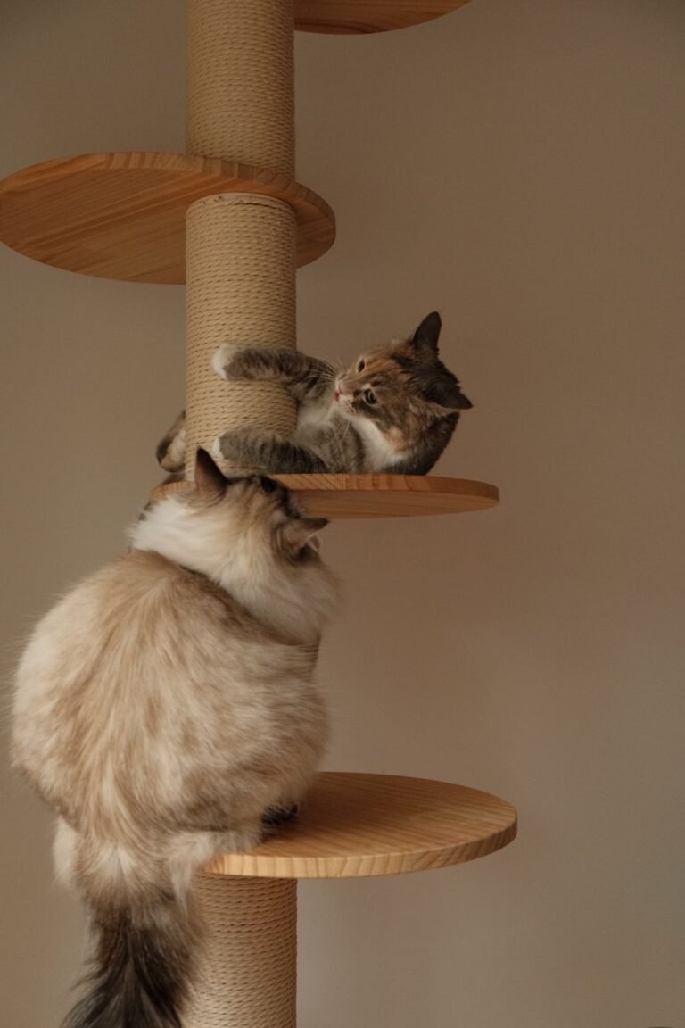 Zwei Katzen auf einem hölzernen Kratzbaum mit Sisalpfosten