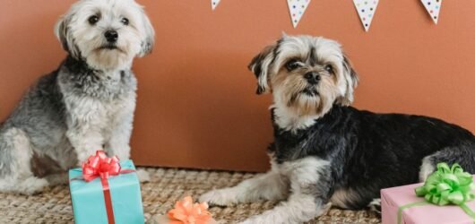 Zwei Hunde liegen zwischen bunten Geschenkboxen auf einem Juteteppich