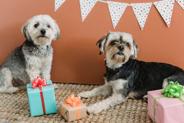 Zwei Hunde liegen zwischen bunten Geschenkboxen auf einem Juteteppich