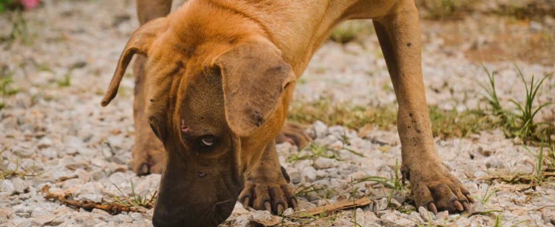 Geschenke für Hund und Katze: Beschäftigung, Erinnerung oder etwas für die Halter?