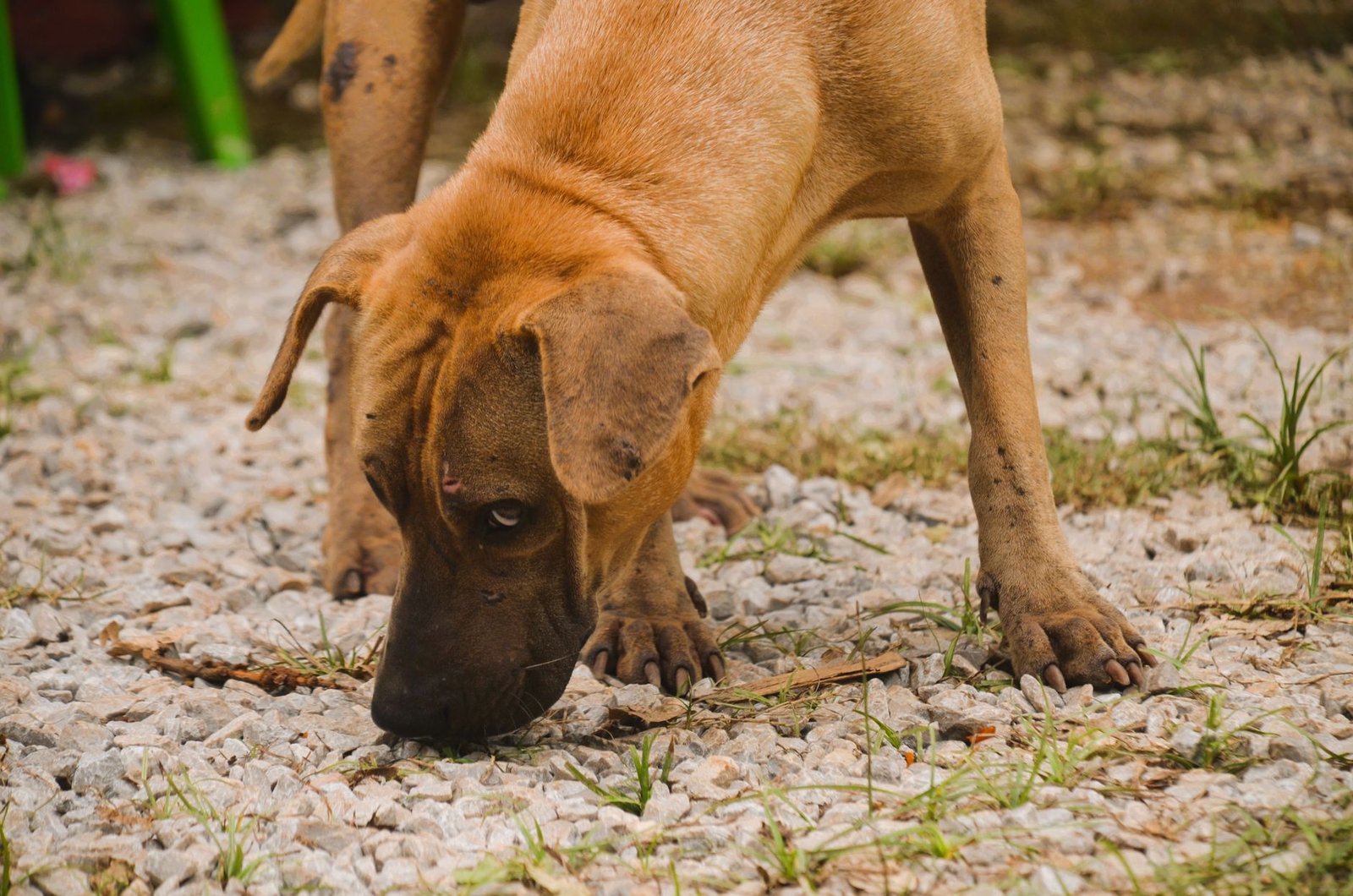 Geschenke für Hund und Katze: Beschäftigung, Erinnerung oder etwas für die Halter?