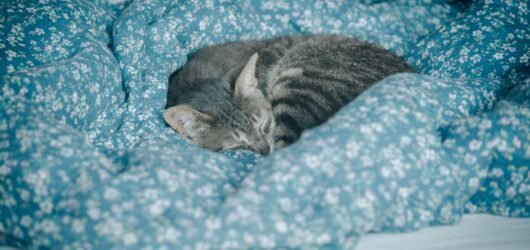 Katze auf einer warmen Decke