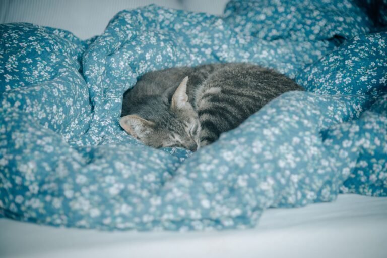 Katze auf einer warmen Decke