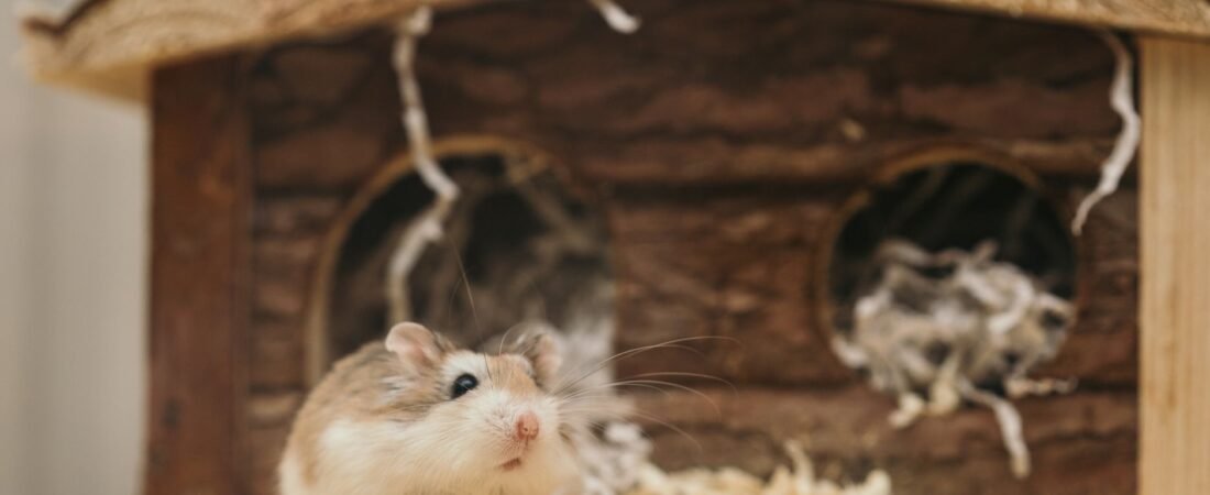 Rückzug und Beschäftigung für Hamster: Laufrad, Tunnel und Häuschen richtig auswählen