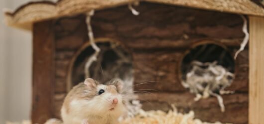 Hamster vor einem Holzhäuschen auf Einstreu