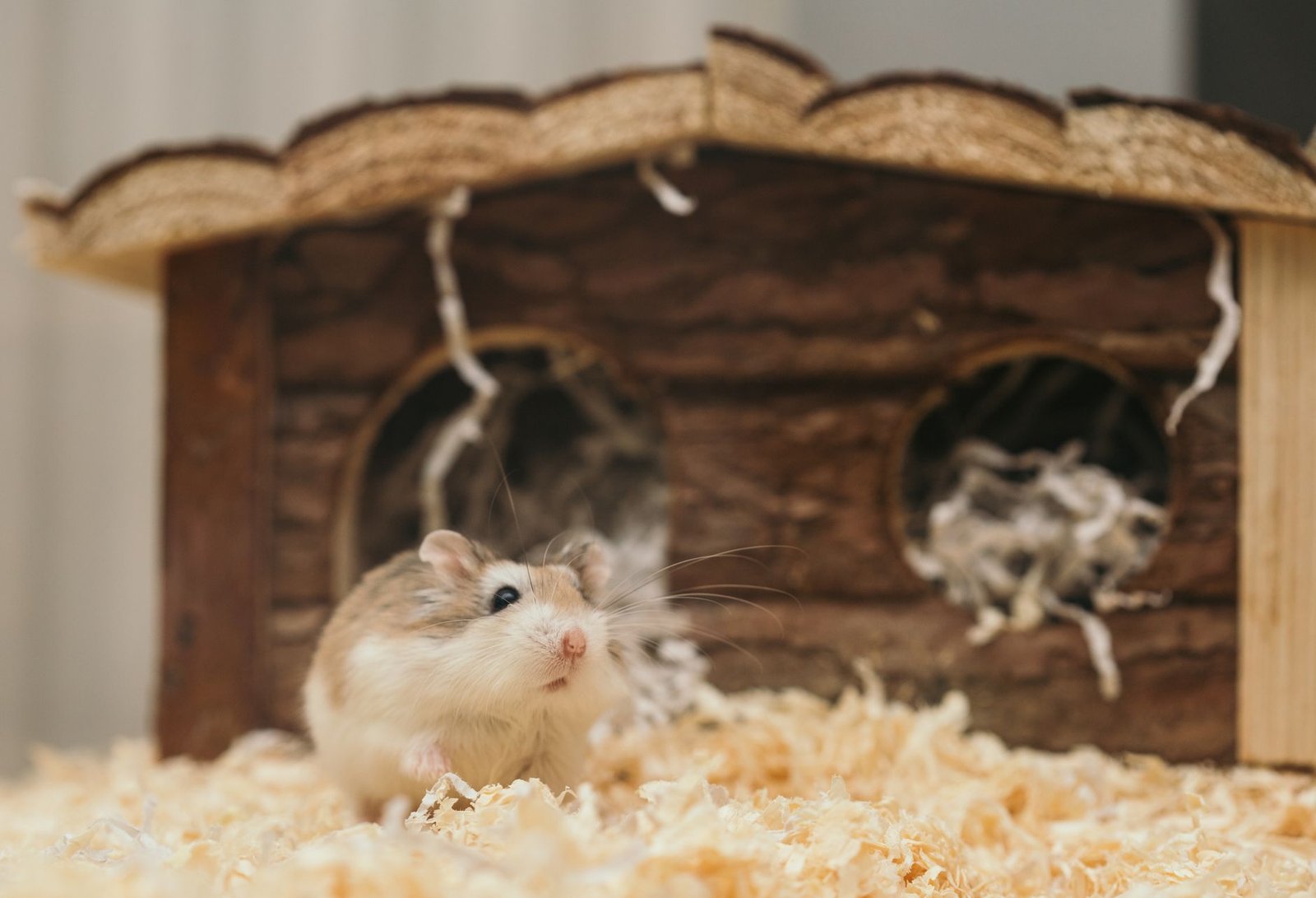 Rückzug und Beschäftigung für Hamster: Laufrad, Tunnel und Häuschen richtig auswählen