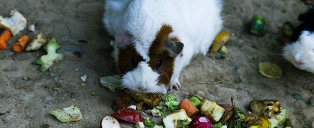 Füttern und Zubehör für Kaninchen und Meerschweinchen: die Einkaufsliste