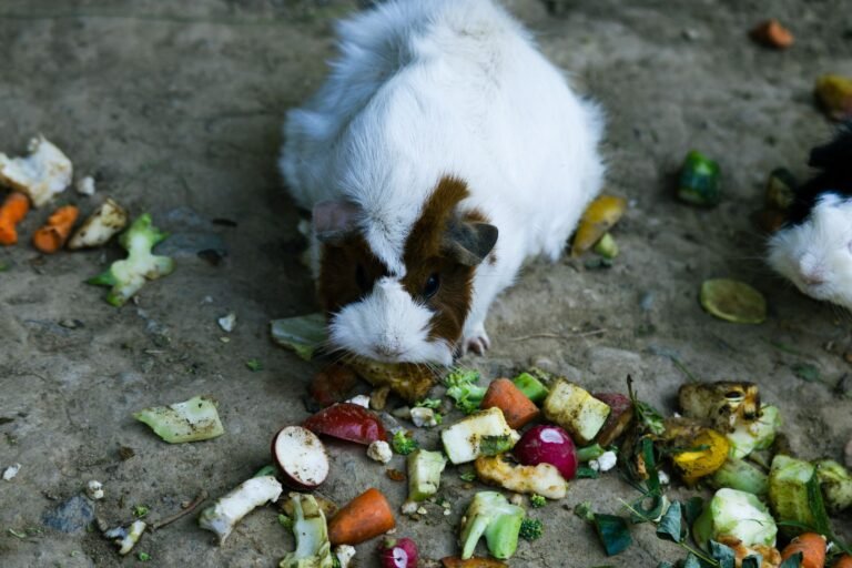 Meerschweinchen bei der Fütterung mit Frischfutter