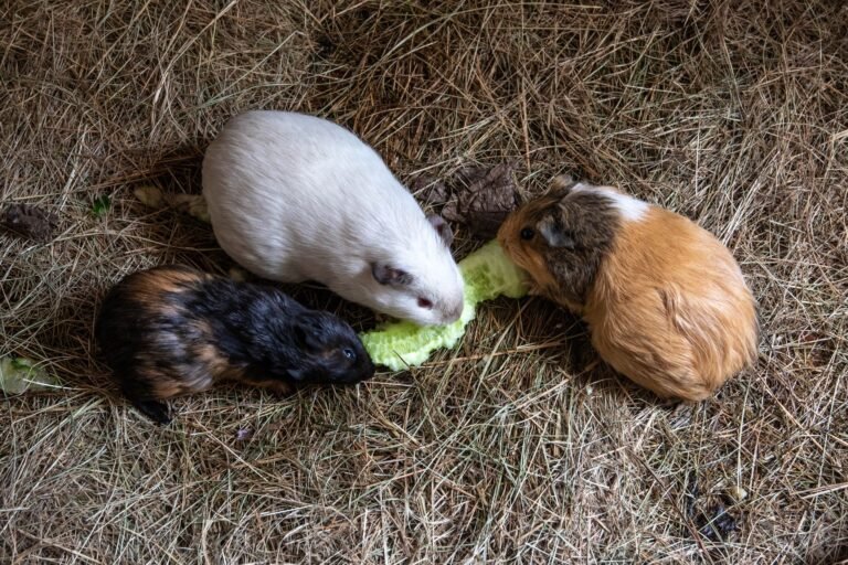 Meerschweinchen im Gehege auf Einstreu bei der Fütterung