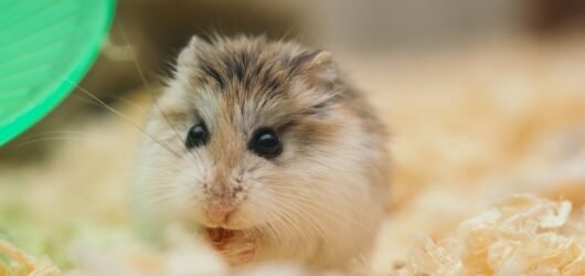 Hamster im Gehege mit Laufrad