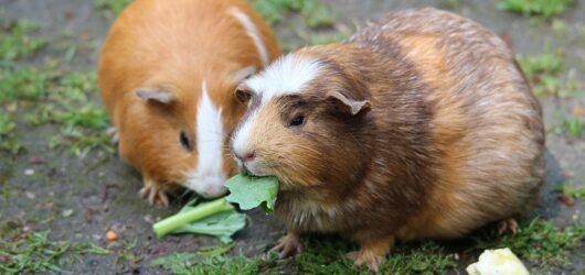 Meerschweinchen beim Fressen von Heu und Frischfutter