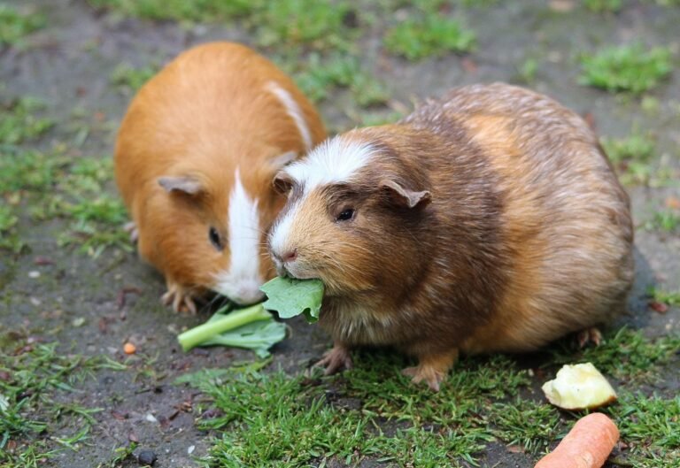 Meerschweinchen beim Fressen von Heu und Frischfutter