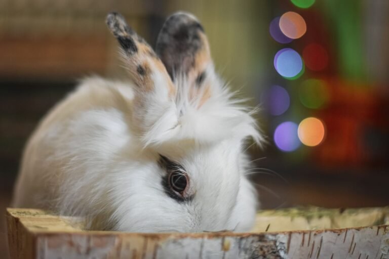 Kaninchen in einer Transportbox aus Holz