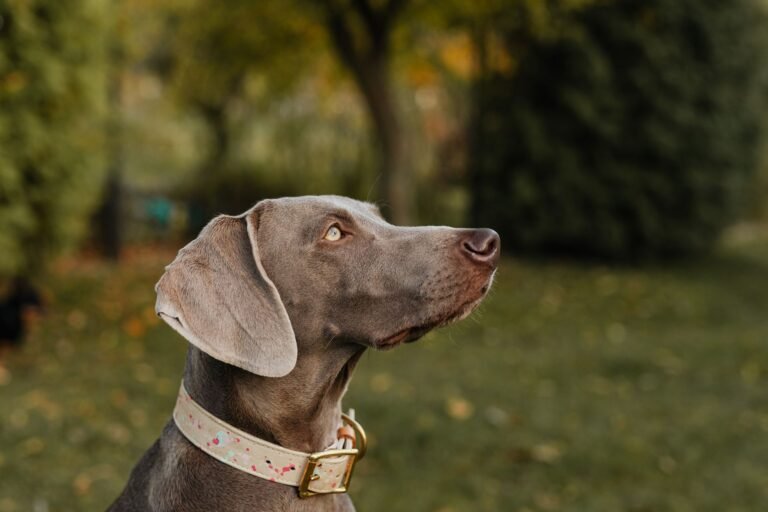 Personalisierte Accessoires: Halsband, Napf und Decke mit Namen