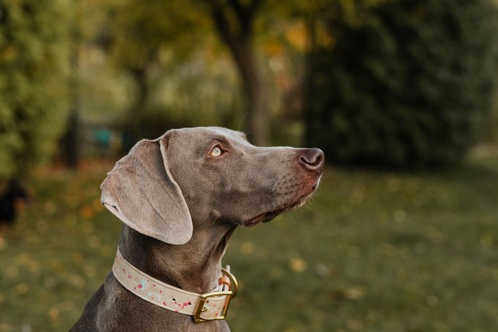 Personalisierte Accessoires: Halsband, Napf und Decke mit Namen