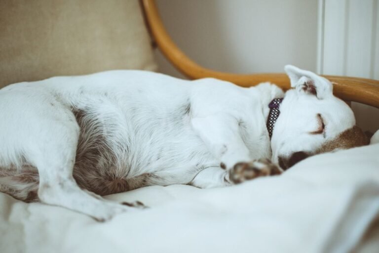 Ein weiß-brauner Hund schläft friedlich auf einem gepolsterten Stuhl in einer hellen Wohnung – Ruheplatz zu Hause