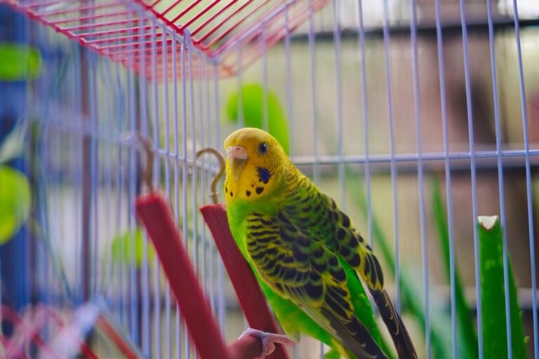 Grüner Wellensittich sitzt in einem Vogelkäfig auf einer Sitzstange