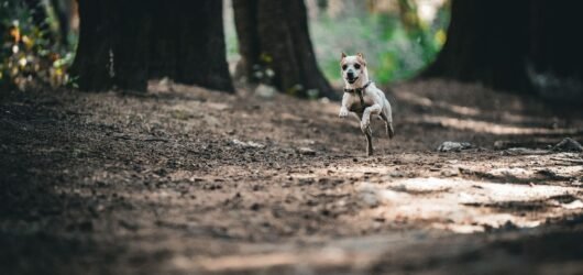Hund läuft frei auf einem Waldweg