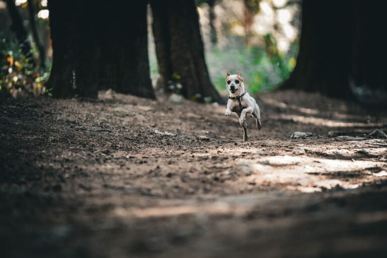Hund läuft frei auf einem Waldweg