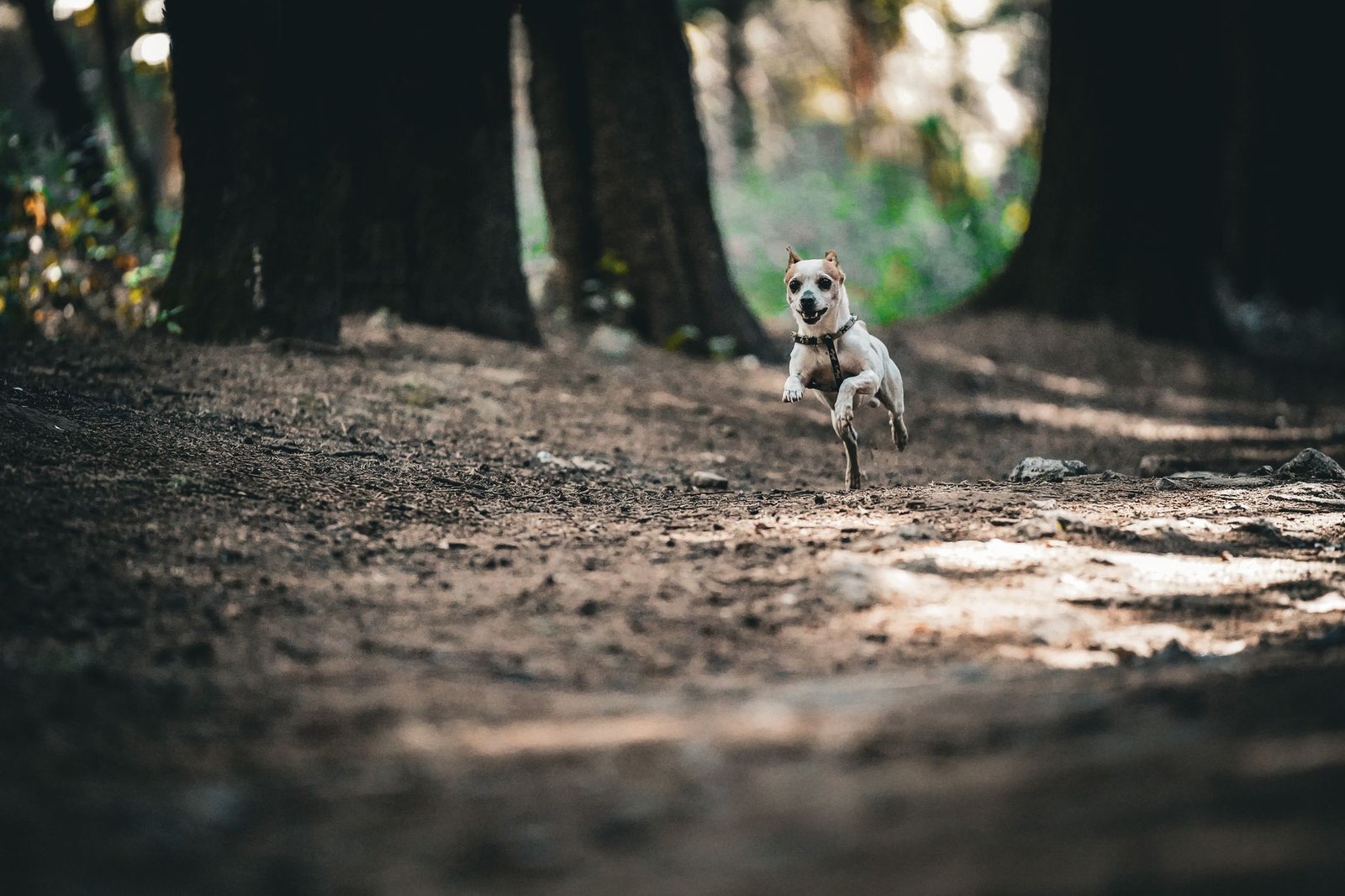 GPS-Tracker für Hunde: ohne Abo, Akkulaufzeit und Befestigung im Vergleich