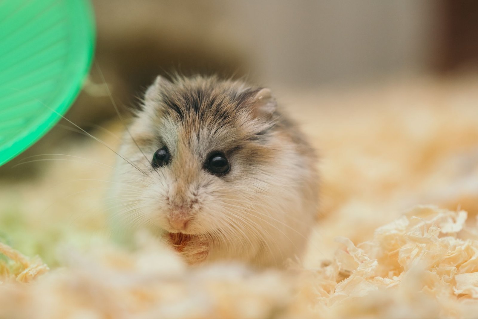 Hamstergehege einrichten: die Einkaufsliste