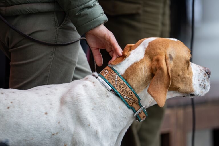 Hund mit Halsband als Themenbild
