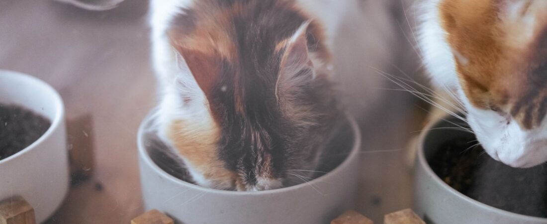 Katzenfutterautomat kaufen: Nassfutter, Trockenfutter und smarte Fütterung