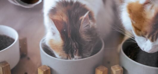 Zwei Katzen fressen aus Näpfen auf einem Holzboden.