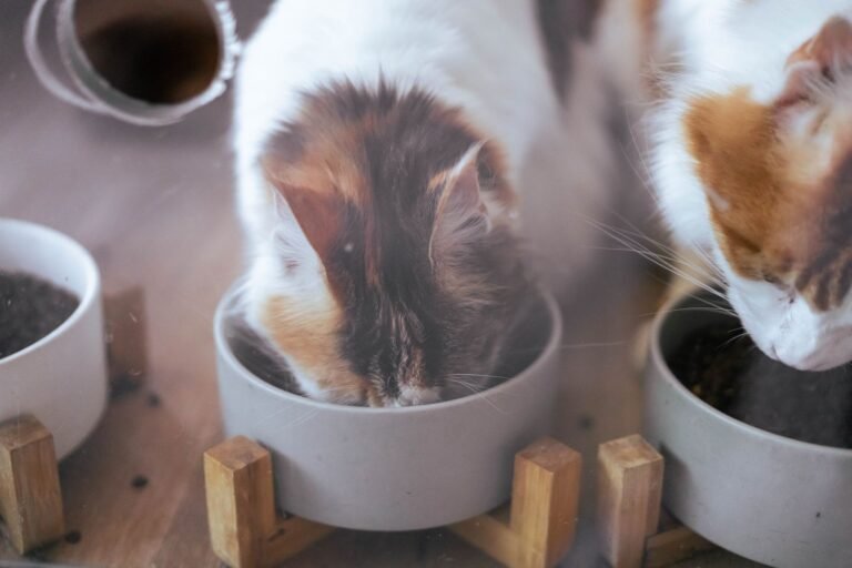 Zwei Katzen fressen aus Näpfen auf einem Holzboden.