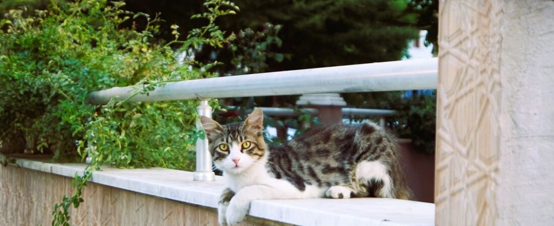 Katzennetz für Balkon und Fenster: Befestigung, Höhe und Material richtig wählen