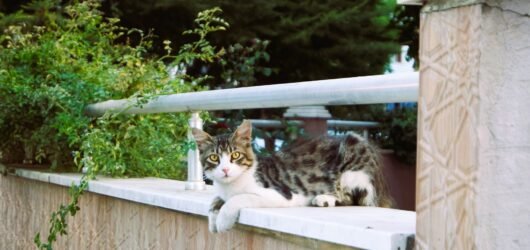 Katze liegt entspannt auf einer Balkonbrüstung neben einem Geländer