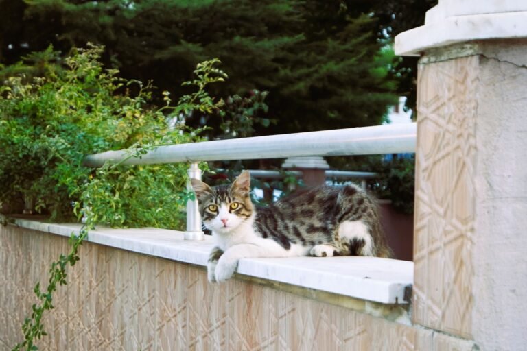 Katze liegt entspannt auf einer Balkonbrüstung neben einem Geländer