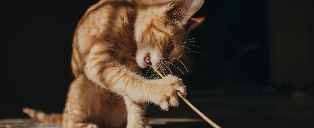 Katzenspielzeug im Vergleich: Federangel, interaktives Spielzeug, Ballbahn und Spieltunnel