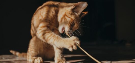 Katze spielt auf dem Boden mit einem Spielzeug.