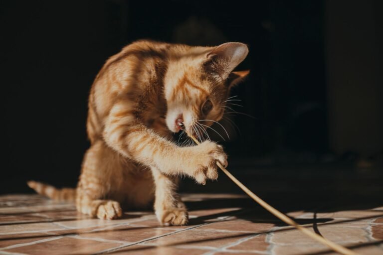 Katze spielt auf dem Boden mit einem Spielzeug.