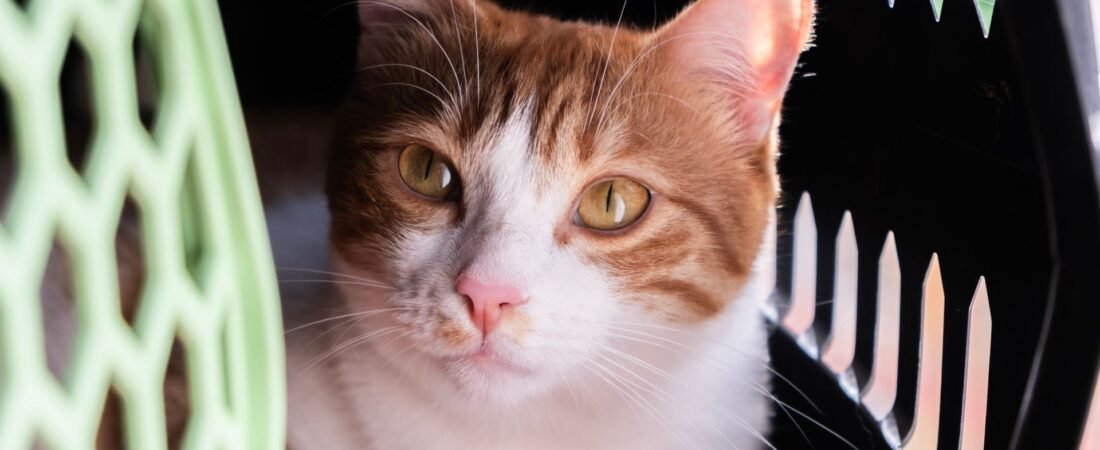 Mit der Katze unterwegs: Transportbox, Tasche und Rucksack richtig wählen