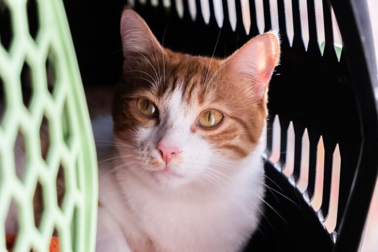 Katze schaut aus einer Transportbox