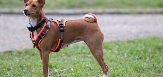 Hund in einem Brustgeschirr steht auf einer Wiese