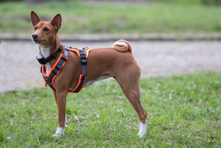 Hund in einem Brustgeschirr steht auf einer Wiese